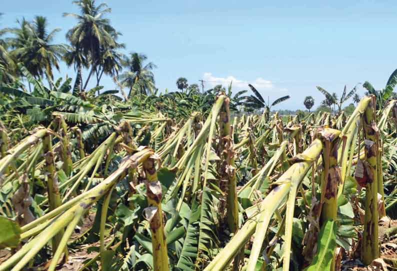 தேவூர் பகுதியில் சூறைக்காற்றுடன் கனமழை 5 ஆயிரம் வாழை மரங்கள் சாய்ந்து சேதம் விவசாயிகள் கவலை