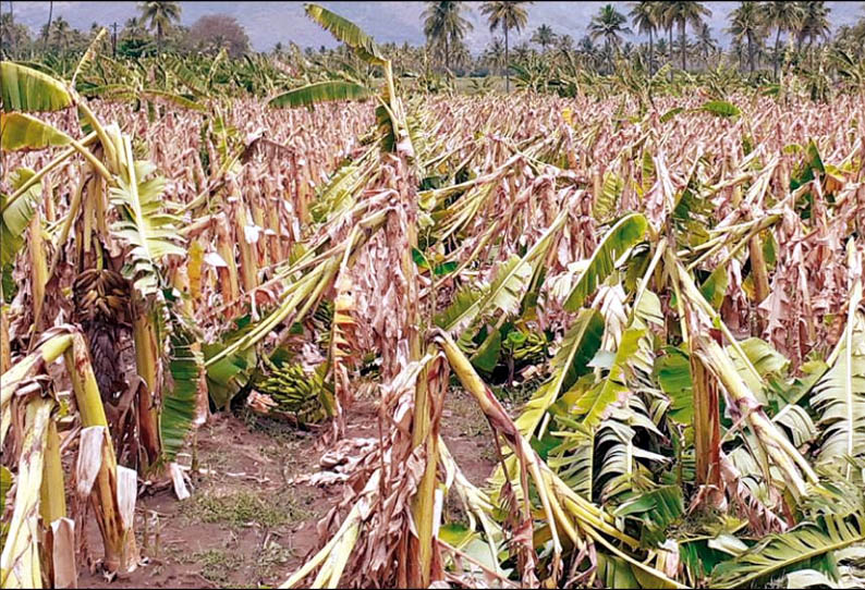 மாவட்டத்தில் சூறைக்காற்றுடன் மழை, 10 ஆயிரத்துக்கும் மேற்பட்ட வாழை மரங்கள் நாசம்