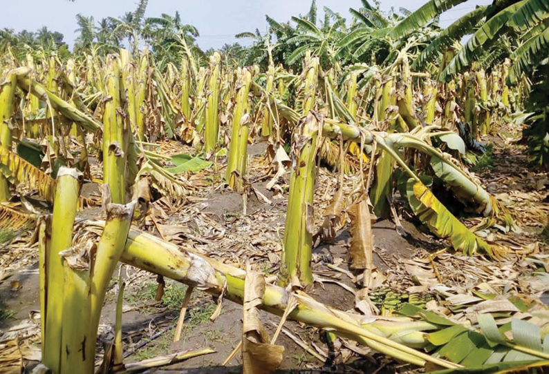 ஈரோடு மாவட்டத்தில் பலத்த காற்றுடன் கோடை மழை மொடக்குறிச்சியில் 51 மி.மீட்டர் பதிவு