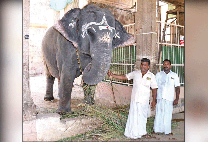 நெல்லையப்பர் கோவில் ‘காந்திமதி’ யானைக்கு மருத்துவ பரிசோதனை