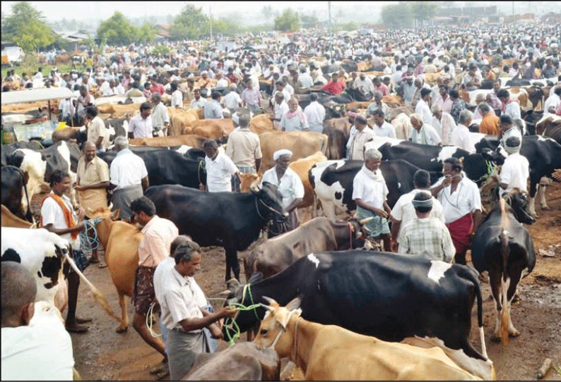 ஈரோடு கருங்கல்பாளையம் சந்தைக்கு 700 மாடுகள் விற்பனைக்கு வந்தன