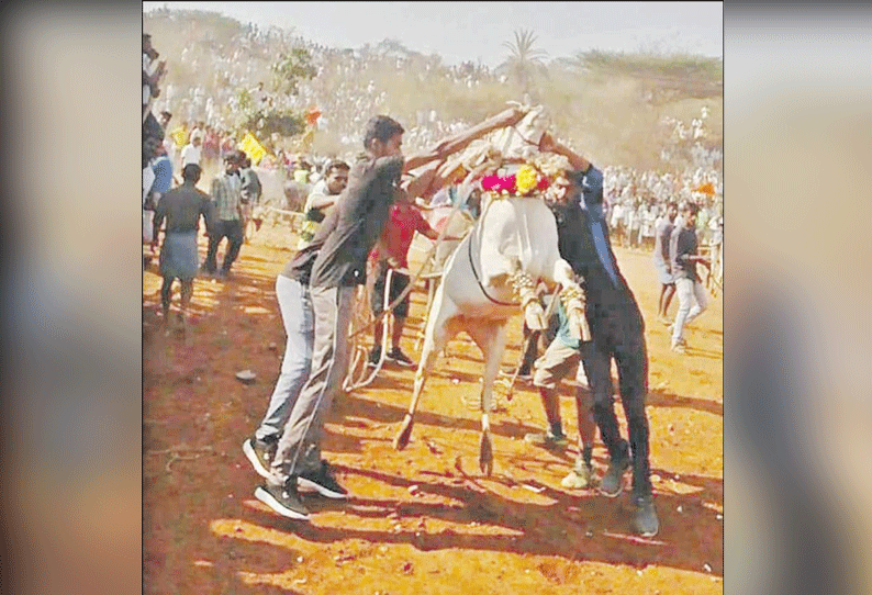 கெலமங்கலம் அருகே 300 காளைகள் பங்கேற்ற எருதுவிடும் விழா