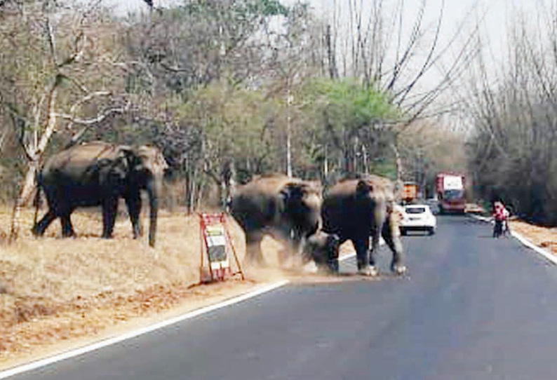 தண்ணீர்– உணவு தேடி ஆசனூர் சாலையை அடிக்கடி கடக்கும் யானைகள் வாகனங்களை துரத்துகின்றன