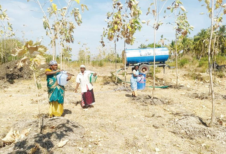 வேப்பந்தட்டை பகுதியில் வறட்சியால் காய்ந்த மரங்களுக்கு இழப்பீடு விவசாயிகள் கோரிக்கை