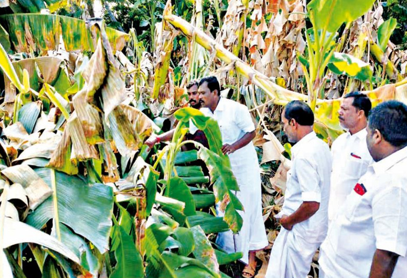 திருப்பாச்சேத்தி பகுதிகளில் பலத்த காற்றால் வாழைகள் சாய்ந்து விழுந்தன