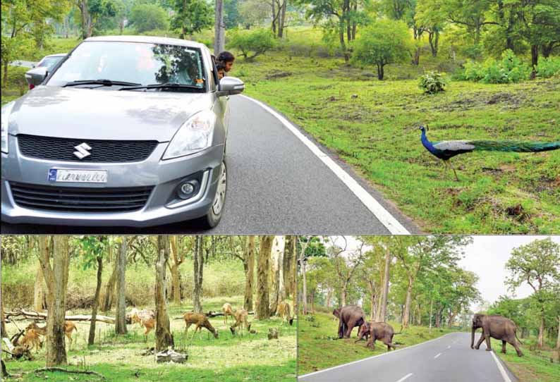 தொடர் மழையால் வனப்பகுதி பசுமைக்கு திரும்பியது, முதுமலையில் வனவிலங்குகள் நடமாட்டம் அதிகரிப்பு