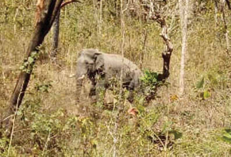 முதுமலை வனப்பகுதியில் விடப்பட்ட விநாயகன் யானையின் கழுத்தில் ரேடியோ காலரை காணவில்லை - வனத்துறையினர் அதிர்ச்சி