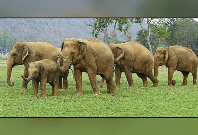 பேரண்டப்பள்ளி காட்டுக்கு விரட்டப்பட்ட யானைகள் மீண்டும் கெலவரப்பள்ளி அணைக்கு வந்தன கிராம மக்களுக்கு தண்டோரா மூலம் எச்சரிக்கை