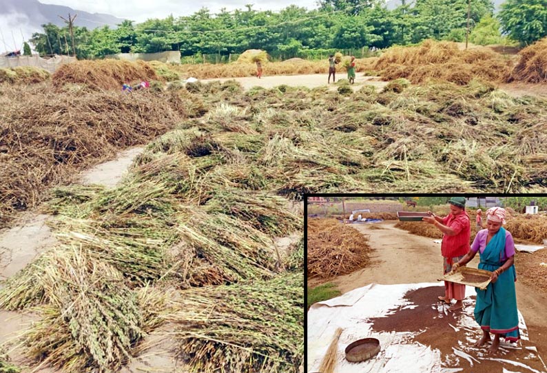 கூடலூர் பகுதியில், எள் அறுவடை பணிகள் தீவிரம் - விலை உயர்வால் விவசாயிகள் மகிழ்ச்சி