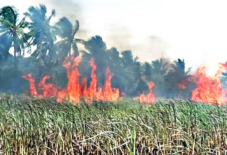 சிவகிரி அருகே கரும்பு தோட்டத்தில் பயங்கர தீ விபத்து