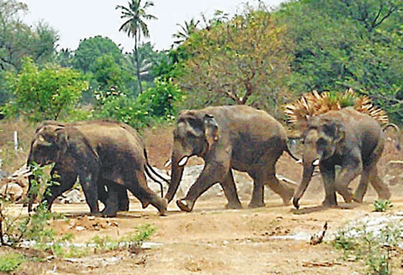 ஓசூர் கெலவரப்பள்ளி அணை அருகே 2 யானைகள் முகாம் பொதுமக்கள் கவலை