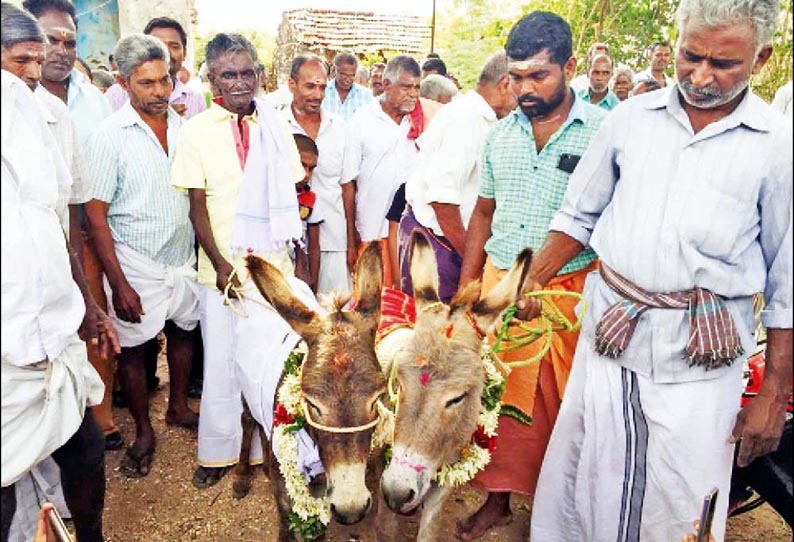 அன்னூர் அருகே வினோதம், மழை வேண்டி கழுதைகளுக்கு திருமணம்