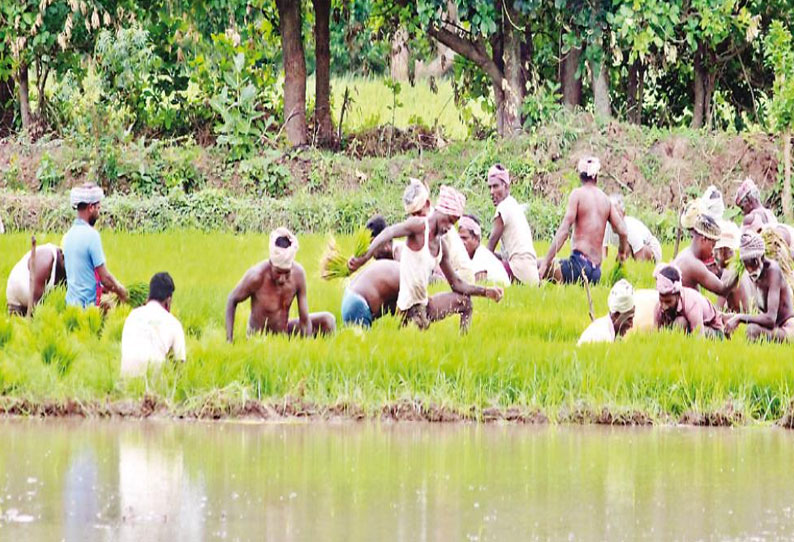 சம்பா சாகுபடிக்கு காவிரி நீரை பெற்று தர மத்திய, மாநில அரசுகள் நடவடிக்கை எடுக்க வேண்டும் - விவசாயிகள் கோரிக்கை