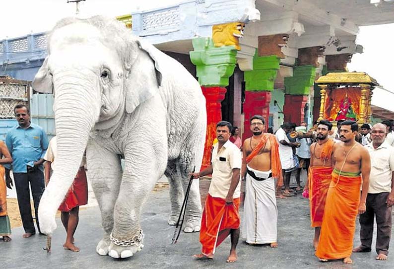 Thiruchendur Subramanya Swamy Temple, Elephant stroll in white |  திருச்செந்தூர் சுப்பிரமணிய சுவாமி கோவிலில், வெள்ளை நிறத்தில் யானை வீதி உலா