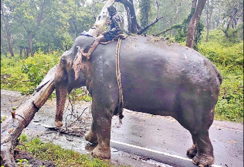 முதுமலை-மசினகுடி சாலையில் மரம் வேரோடு சாய்ந்தது, கும்கி யானை உதவியுடன் வனத்துறையினர் அகற்றினர்