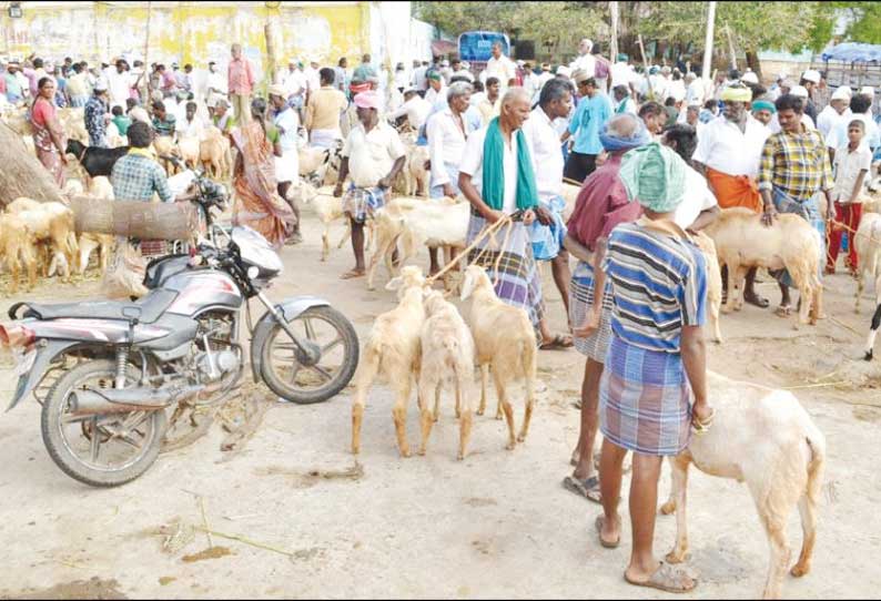 பக்ரீத் பண்டிகையை முன்னிட்டு பள்ளப்பட்டி சந்தையில் ஆடுகள் விற்பனை அமோகம்