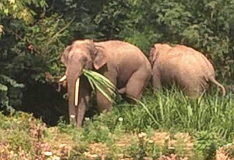 பாகலூரில், 2 காட்டு யானைகள் முகாம் - பொதுமக்களுக்கு வனத்துறையினர் எச்சரிக்கை