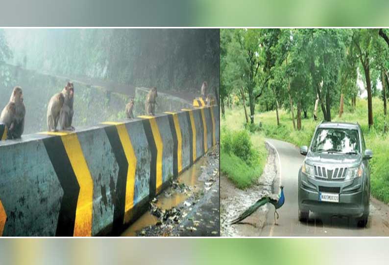 முதுமலை சாலையோரங்களில் வனவிலங்குகளின் நடமாட்டம் அதிகரிப்பு; உணவுக்காக காத்திருக்கும் அவலம்