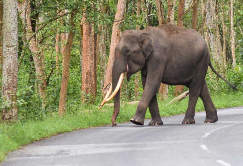 ஆசனூர் அருகே செல்பி எடுக்க முயன்றவரை தூக்கி வீசிய யானை; படுகாயத்துடன் ஆஸ்பத்திரியில் அனுமதி