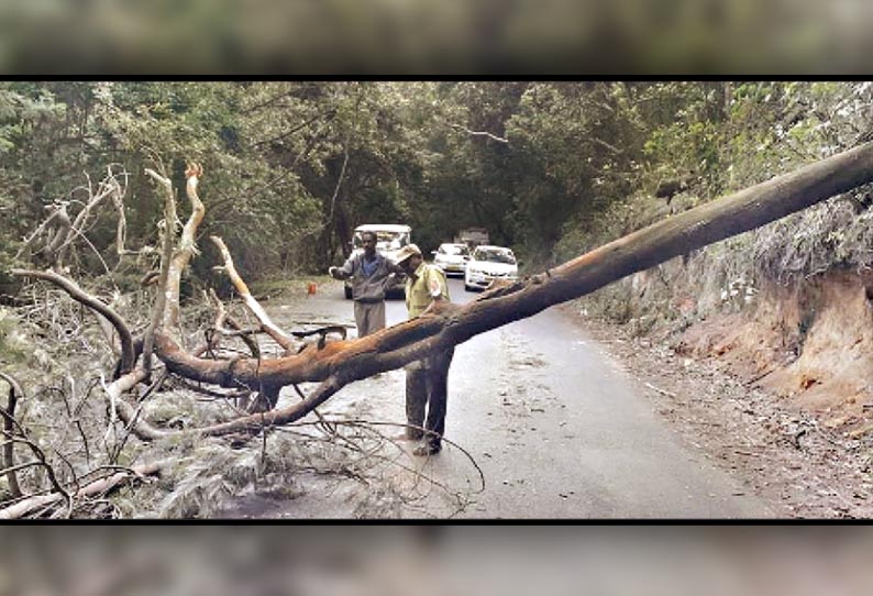 கொடைக்கானலில் பலத்த காற்றுடன் சாரல் மழை, மலைப்பாதையில் மரம் விழுந்ததால் போக்குவரத்து பாதிப்பு