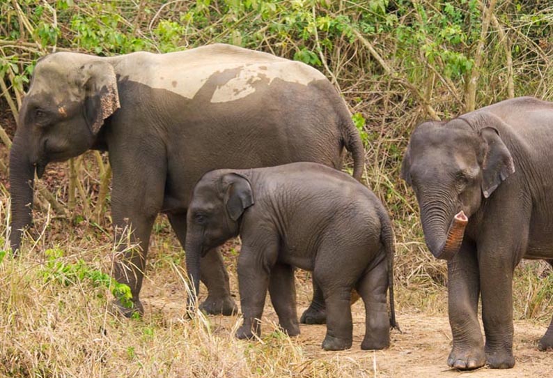 ஓசூர் அருகே சுற்றித்திரியும் காட்டு யானைகளை பிடிக்கும் பணி தாமதம்