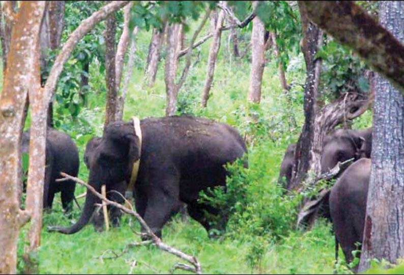 ஓசூரில் இருந்து பிடித்து வரப்பட்ட குரோபர் யானை முதுமலை யானைக்கூட்டத்துடன் சேர்ந்தது