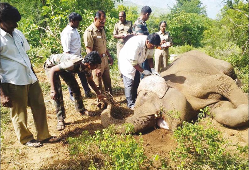 கோவை மாங்கரை வனப்பகுதியில், காட்டு யானை பரிதாப சாவு