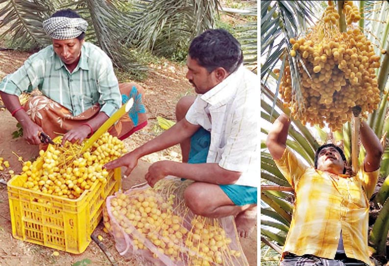 கள்ளிமந்தையம் பகுதியில் ‘பர்ரி’ ரக பேரீச்சை சாகுபடி