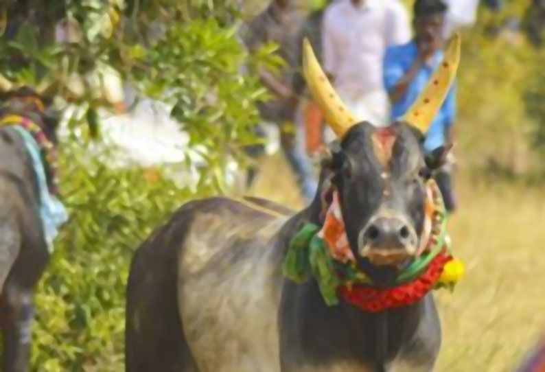 வடமாடு மஞ்சுவிரட்டு: காளையை அடக்க முயன்ற 10 வீரர்கள் காயம்