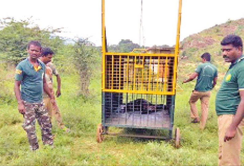 மணிமுத்தாறில் அட்டகாசம் செய்த சிறுத்தையை பிடிக்க கூண்டு வைக்கப்பட்டது