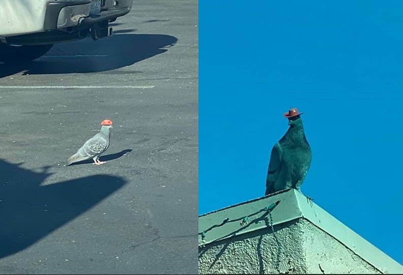 அமெரிக்காவில் தொப்பிகளுடன் பறக்கும் புறாக்கள் - வியப்பில் ஆழ்ந்த மக்கள் 201912120410191269_Flying-pigeons-with-hats-in-America--people-in-awe_SECVPF