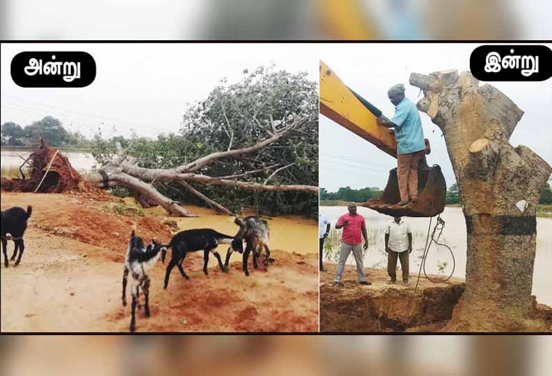 சிறுகடம்பூர் ஏரிக்கரையில் சாய்ந்த பழமையான ஆலமரம் மீண்டும் நடப்பட்டது