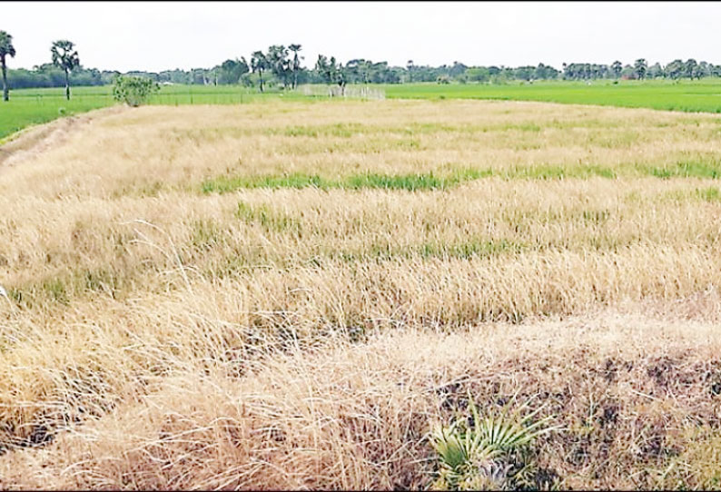 நிலத்தகராறில் சம்பா நெற்பயிர்கள் வி‌‌ஷ பூச்சிக்கொல்லி மருந்து தெளித்து அழிப்பு 3 பேருக்கு வலைவீச்சு