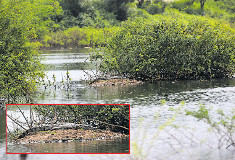 சதானந்தபுரம் ஏரியில் முதலைகள்; பொதுமக்கள் பீதி