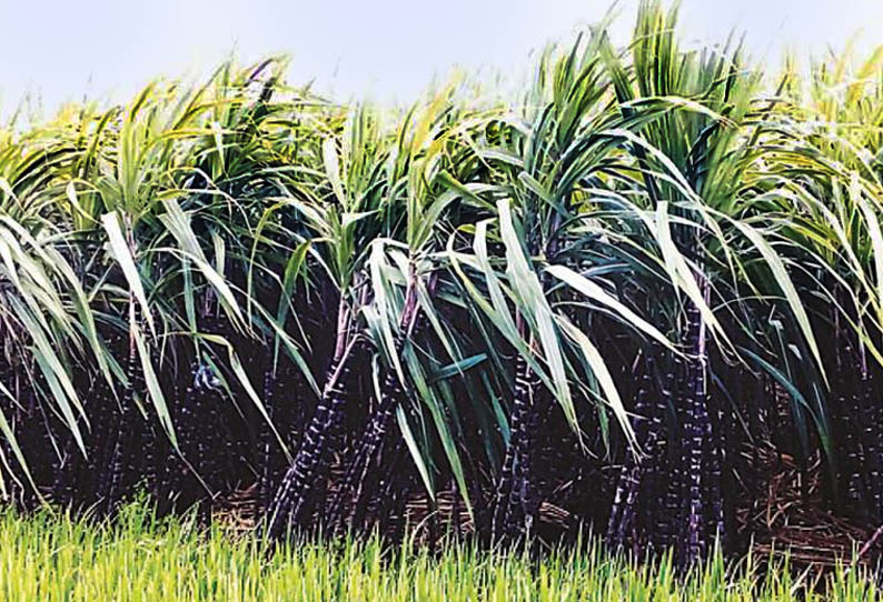 பொங்கல் பண்டிகைக்கு கரும்புகள் தயார்