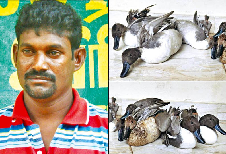 ராமநாதபுரம் அருகே, ஊசிவால் வாத்துகளை வேட்டையாடியவருக்கு அபராதம்