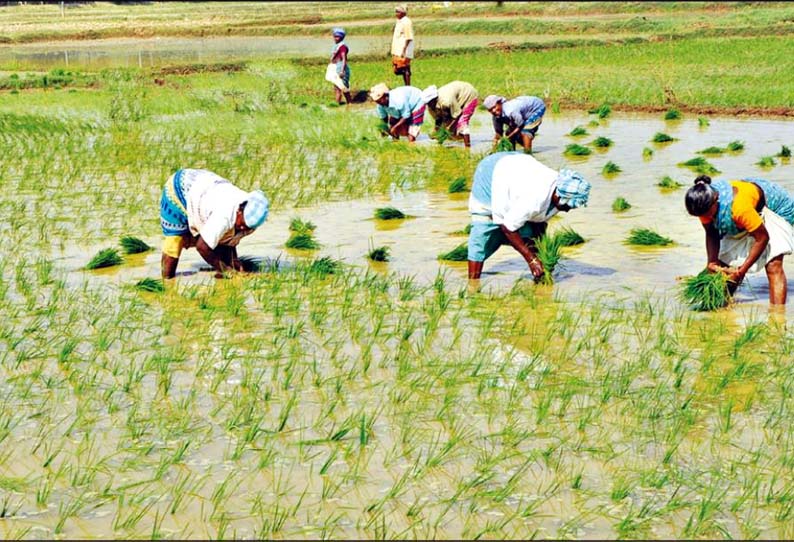 கண்மாய், ஊருணி நிரம்பியதால் விவசாயிகள் மகிழ்ச்சி - விவசாய பணிகள் மும்முரம்