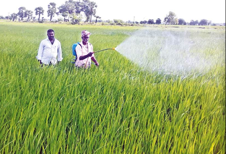 நெற்பயிர்களில் பரவும் ஆனைக்கொம்பன் நோயை கட்டுப்படுத்தும் பணியில் விவசாயிகள் தீவிரம்