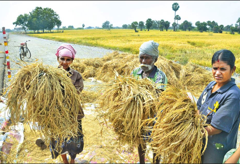 தண்ணீரில் மூழ்கி அழுகி வரும் நெற்பயிர்கள் - கைக்கு எட்டியது வாய்க்கு எட்டவில்லை என விவசாயிகள் வேதனை