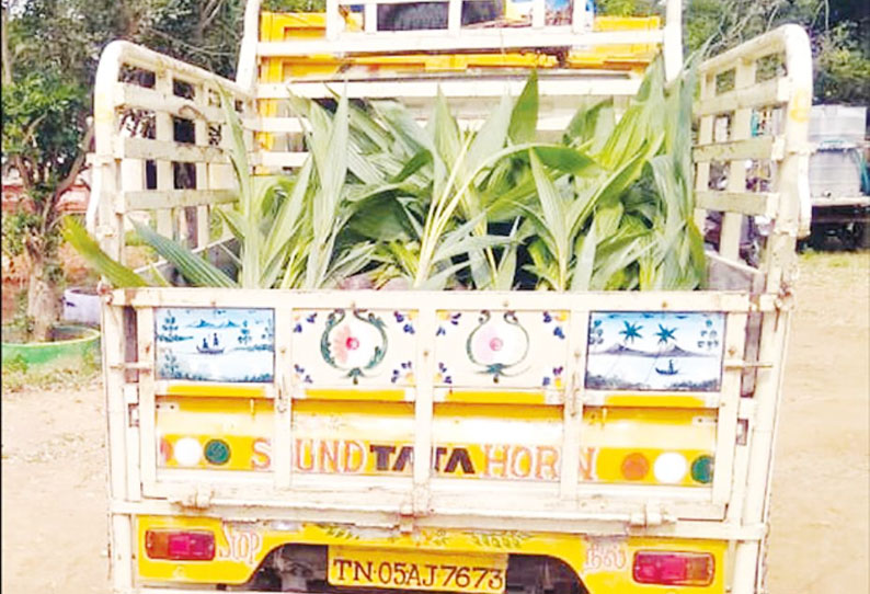 வாக்காளர்களுக்கு தென்னங்கன்றுகள் வினியோகம்; அ.ம.மு.க. வேட்பாளர் மீது வழக்கு