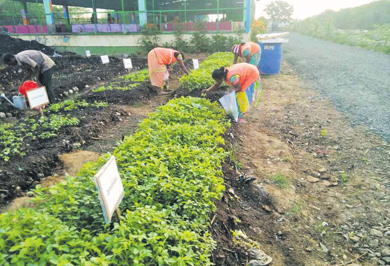 மக்கும் குப்பையில் உரம் தயாரித்து பள்ளிக்கரணையில் பசுமை விவசாயம் - மாநகராட்சி நடவடிக்கை