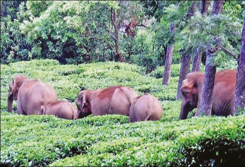 குன்னூர்-மேட்டுப்பாளையம் இடையே, சாலையோர தேயிலை தோட்டத்தில் முகாமிட்டுள்ள காட்டுயானைகள் - தொழிலாளர்கள் பீதி