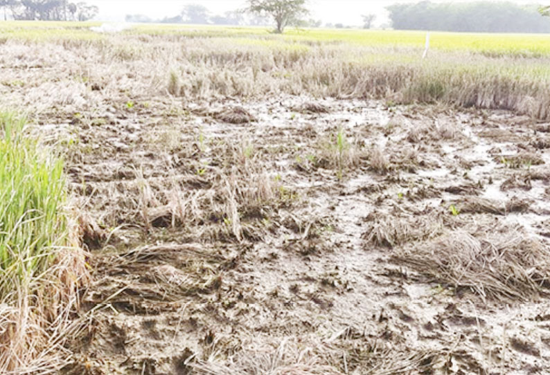 வேளாங்கண்ணி அருகே வண்டலூர் பகுதியில் புகையான் நோய் தாக்குதலில் சம்பா நெற்பயிர்கள் சேதம் விவசாயிகள் கவலை