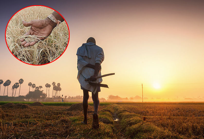 விரைவில் விவசாயிகளுக்கு பயிர் இழப்பீட்டு தொகை கலெக்டர் வீரராகவராவ் தகவல் விரைவில் விவசாயிகளுக்கு பயிர் இழப்பீட்டு தொகை கலெக்டர் வீரராகவராவ் தகவல்