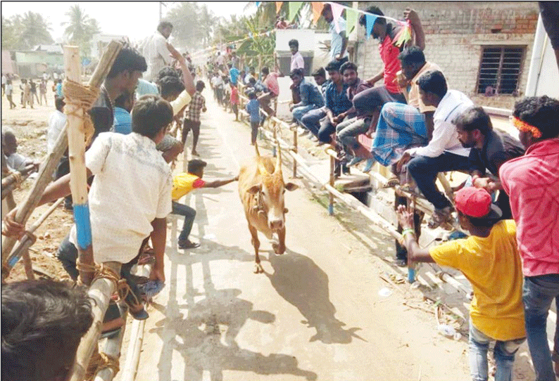 ரெட்டிவலசையில் காளை விடும் விழாவில் மாடுகள் முட்டியதில் 40 பேர் காயம்