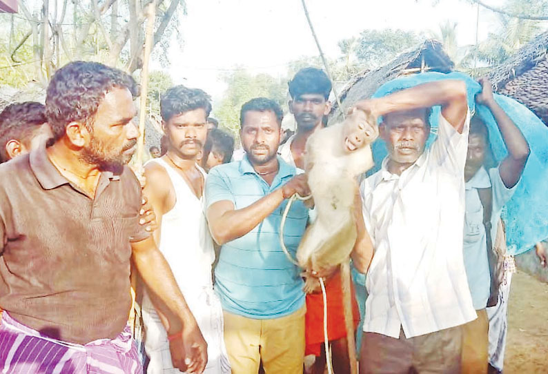 ஊருக்குள் அட்டகாசம் செய்த குரங்கு பிடிபட்டது பொதுமக்கள் வீடுகளுக்கு திரும்பினர்