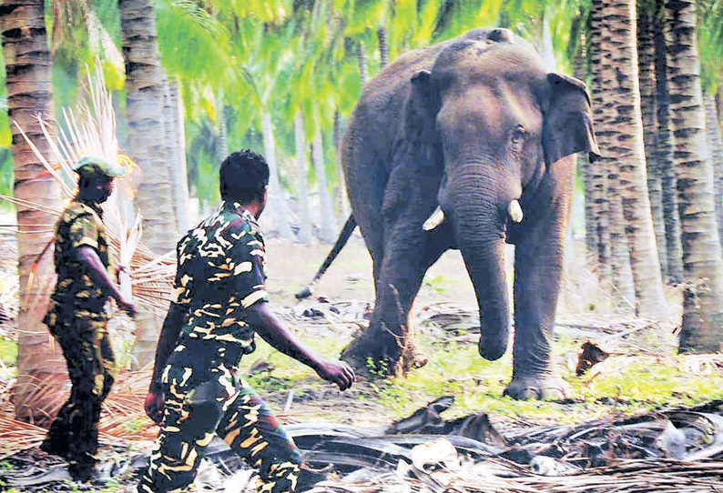 சின்னதம்பி யானை கும்கியாக மாற்றப்படும் அமைச்சர் திண்டுக்கல் சீனிவாசன் தகவல்