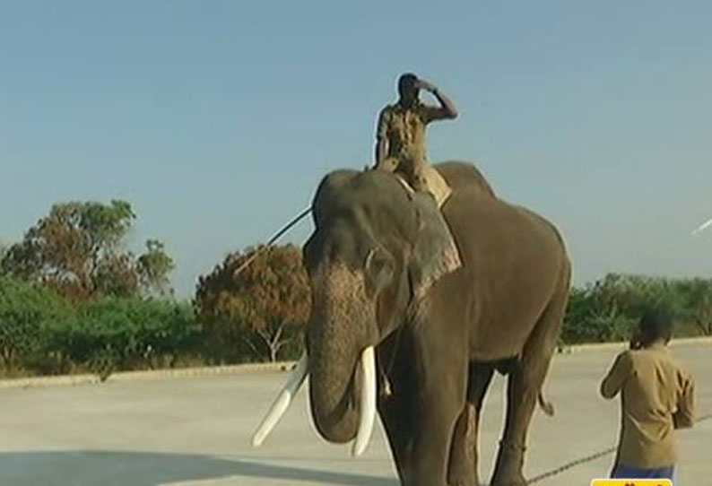 சின்னத்தம்பியை பிடிக்க 2-வது கும்கி யானை மாரியப்பன் வருகை