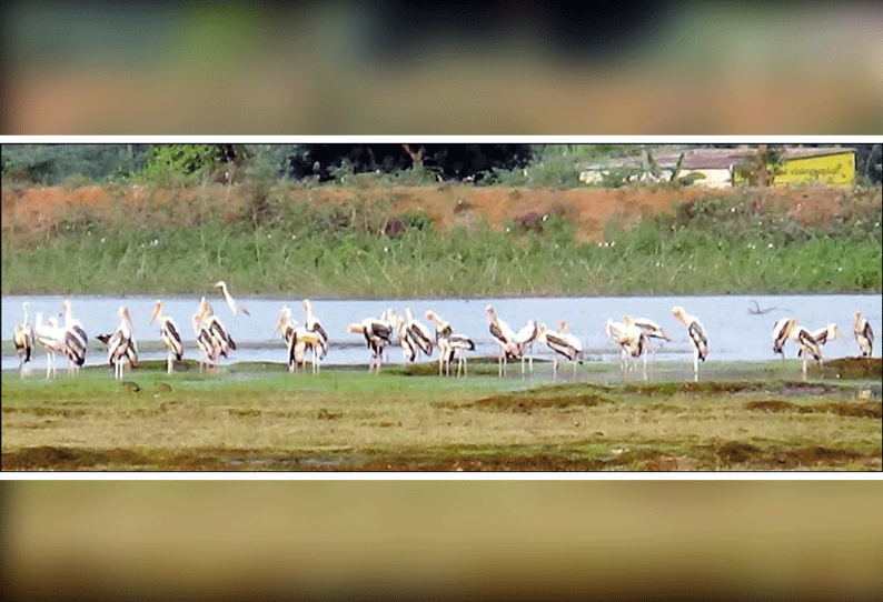 வாணாபுரம் பகுதி ஏரிகளுக்கு இரைத்தேடி வரும் அரியவகை பறவைகள் சரணாலயம் அமைக்க பொதுமக்கள் கோரிக்கை