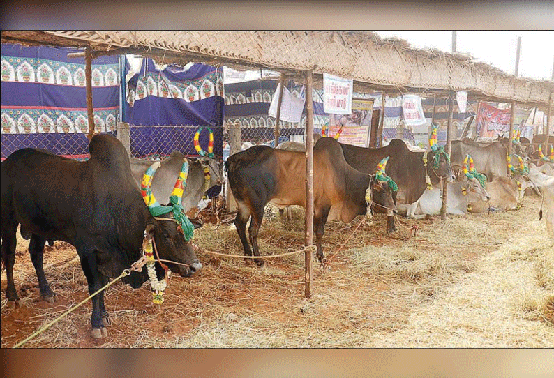 2-ம் உலக கொங்கு தமிழர் மாநாடு: பார்வையாளர்களை கவர்ந்த நாட்டு மாடுகள் கண்காட்சி